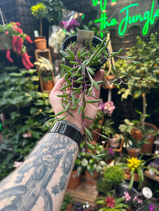 Senecio herreianus