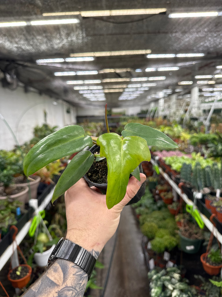 philodendron longifolia Philodendron longilobatum