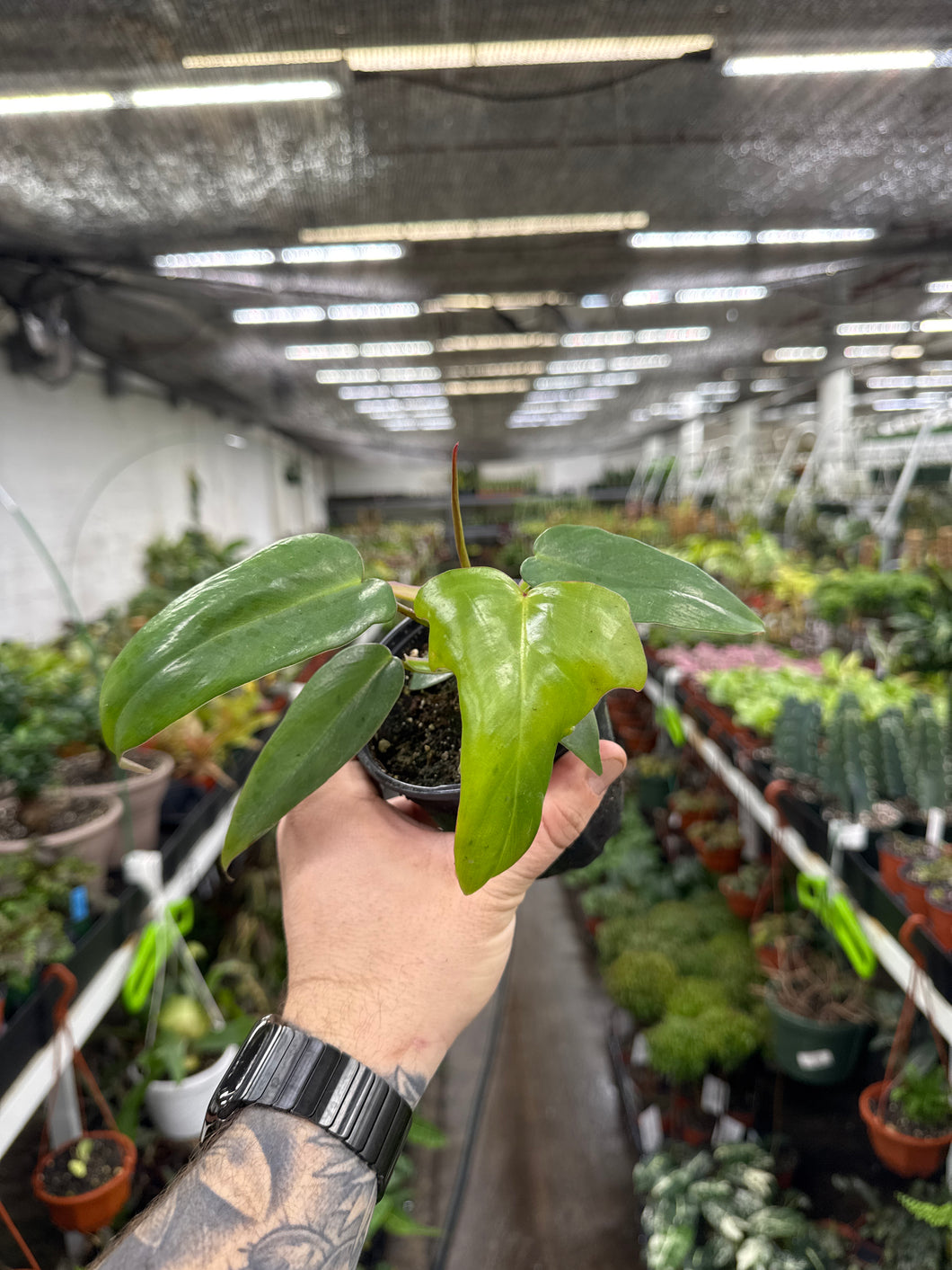 Philodendron longilobatum