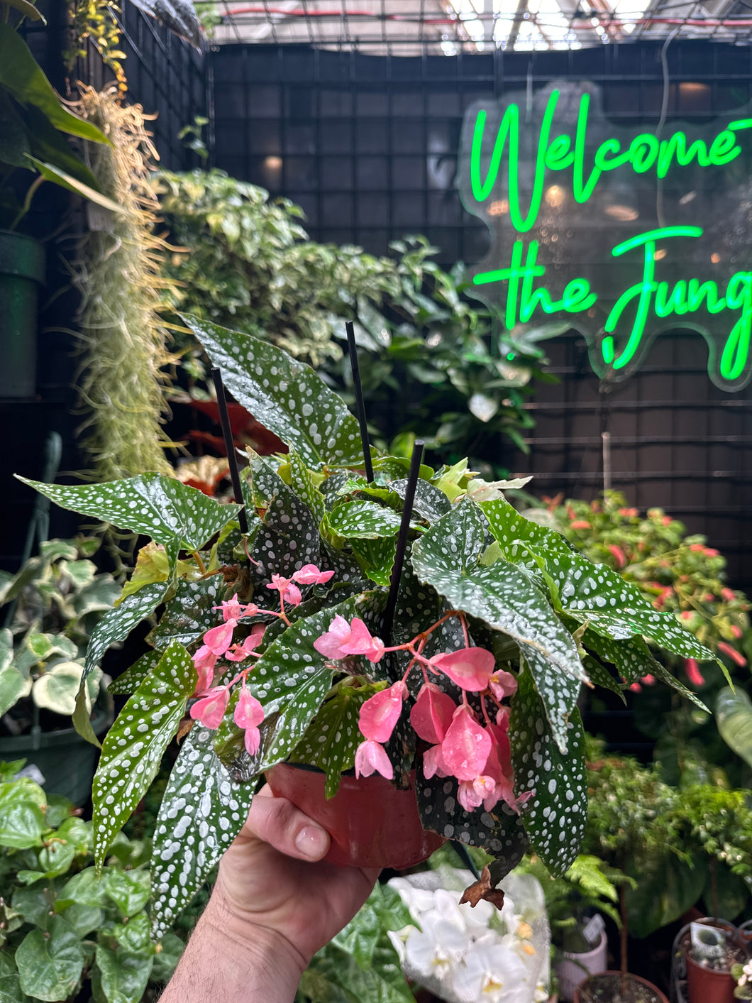 Begonia Maculata Double Dot
