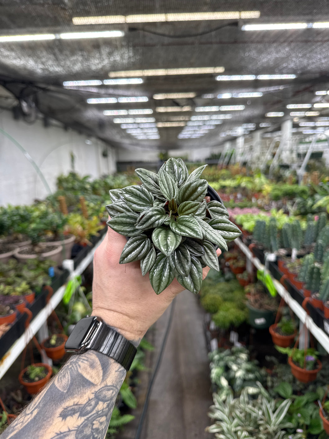 Peperomia 'San Marino'
