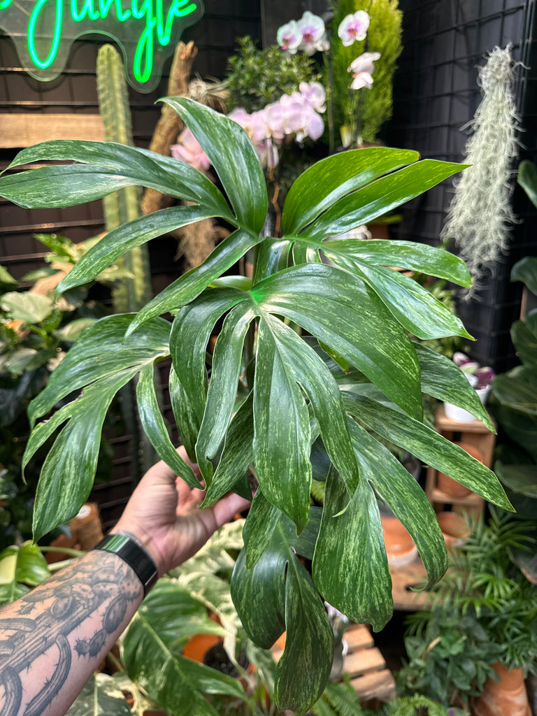 Rhaphidophora decursiva variegata – Jordan's Jungle