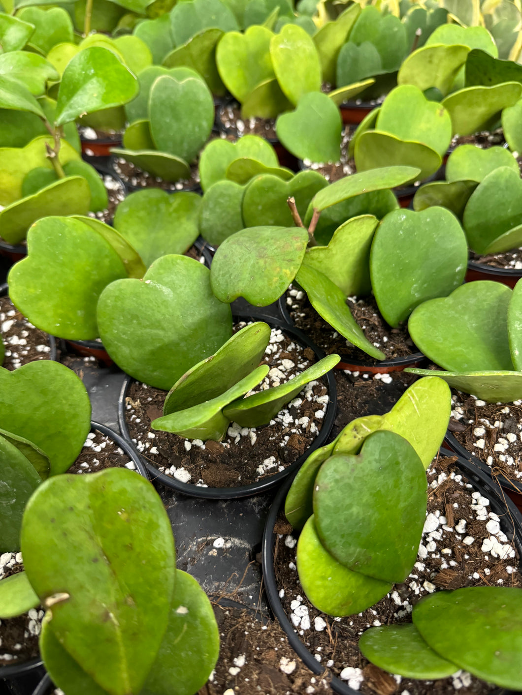 Hoya Kerrii