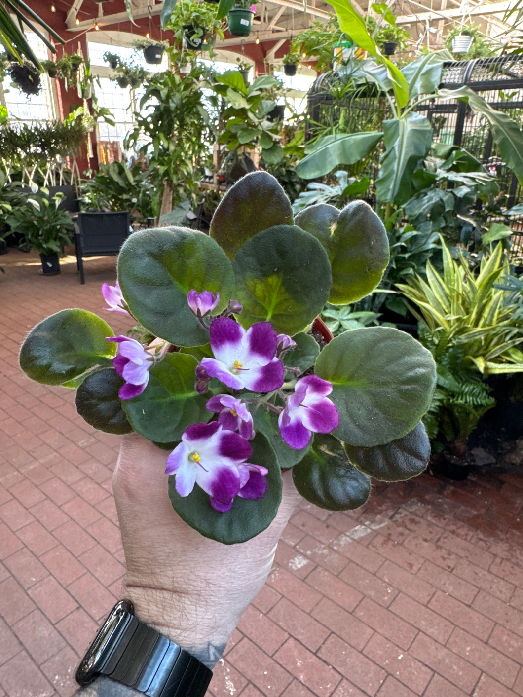 African Violet 'Andrea'