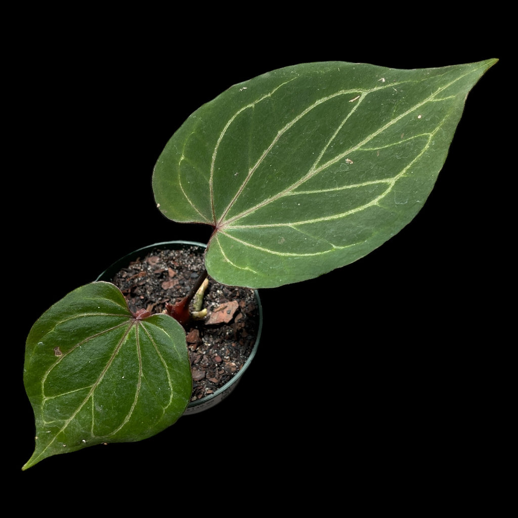 anthurium king of kings Anthurium King of Spades – Jordan's Jungle