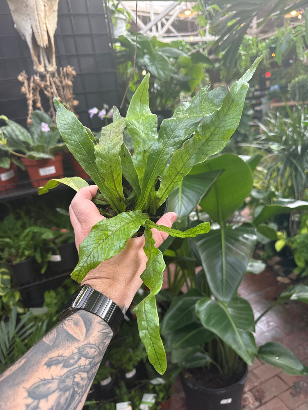 Microsorum musifolium (Crocodile Fern)