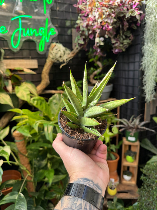 Sansevieria 'Rockman'
