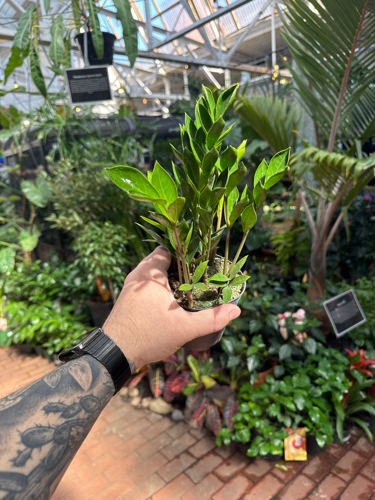 zz plant tattoo ZZ Plant 'Zamicro' Green