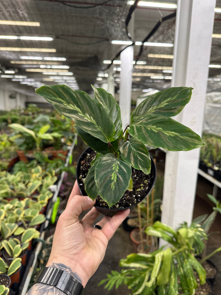Calathea 'Maui Queen' – Jordan's Jungle