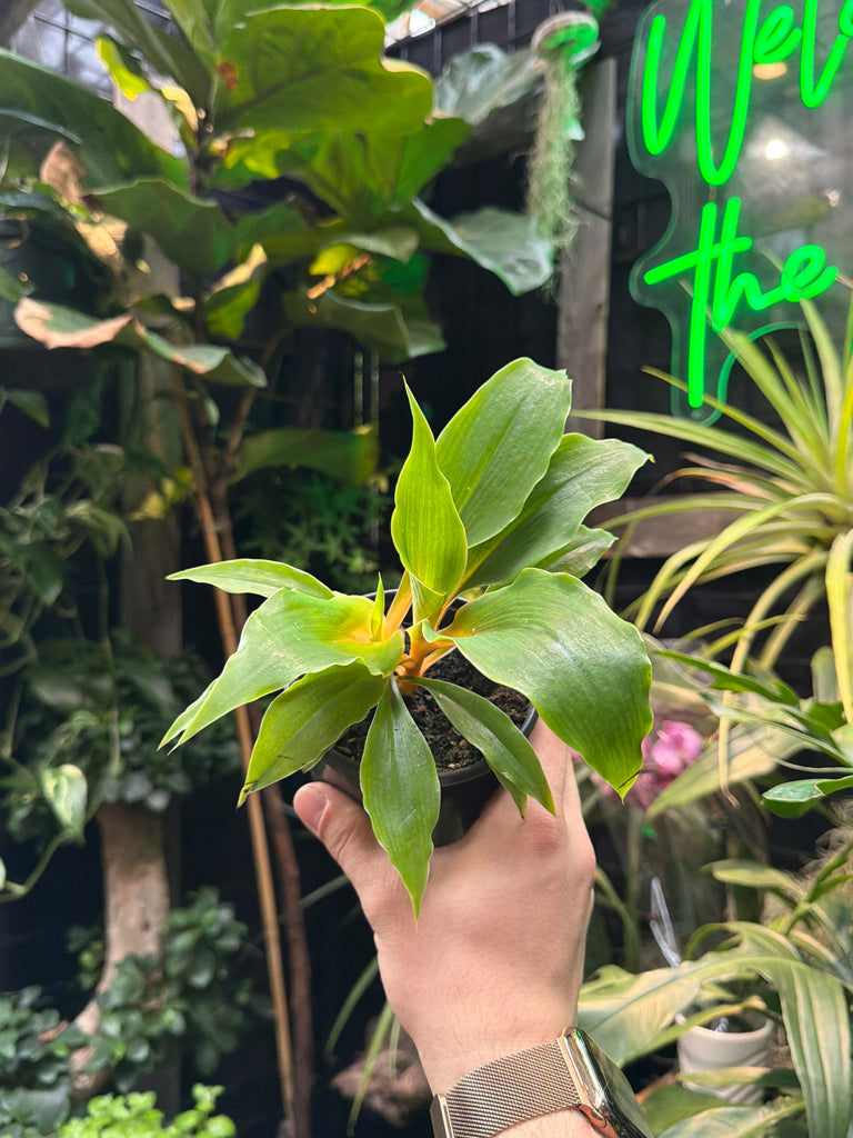 chlorophytum mandarin care Chlorophytum 'Mandarin Spider Plant' – Jordan's Jungle
