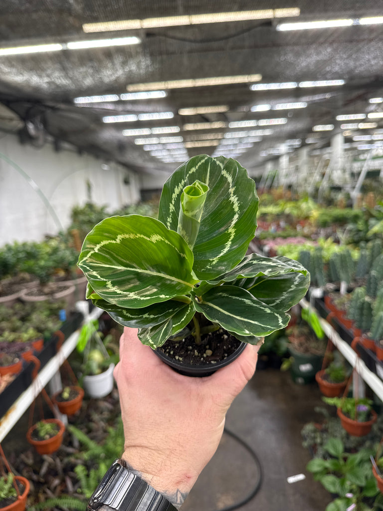 Calathea roseopicta 'Green Lipstick' – Jordan's Jungle