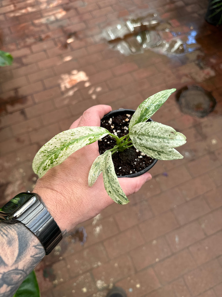 Epipremnum Giganteum Variegata – Jordan's Jungle