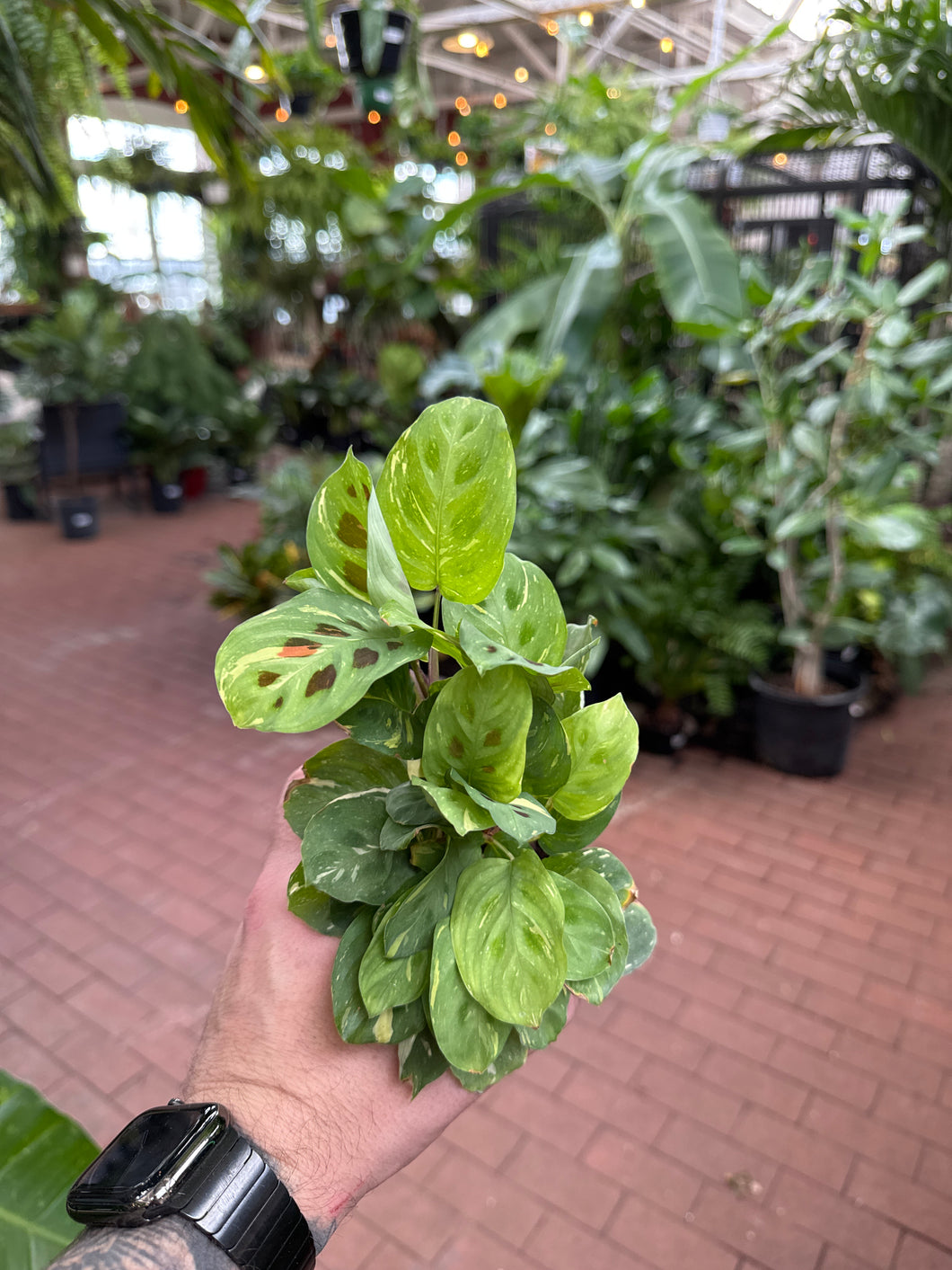 Maranta leuconeura variegata