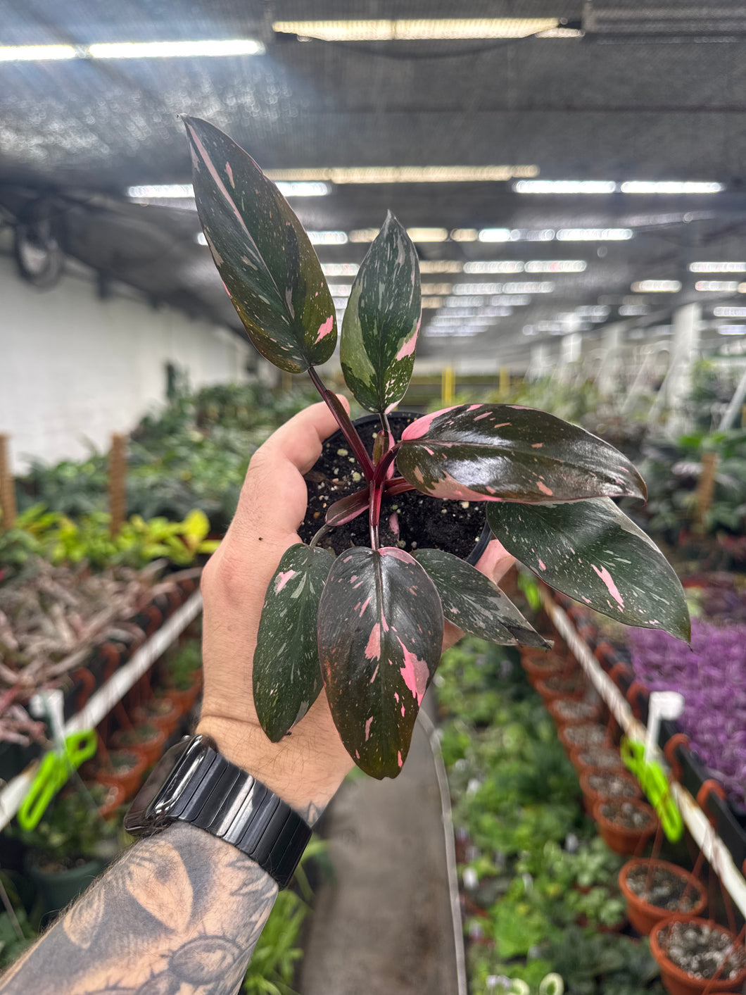 Philodendron Pink Princess Marble