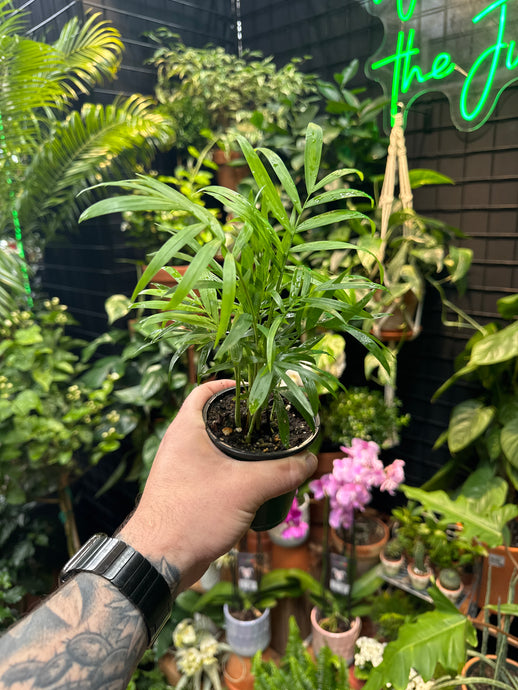 Neanthe Bella (Parlour Palm)