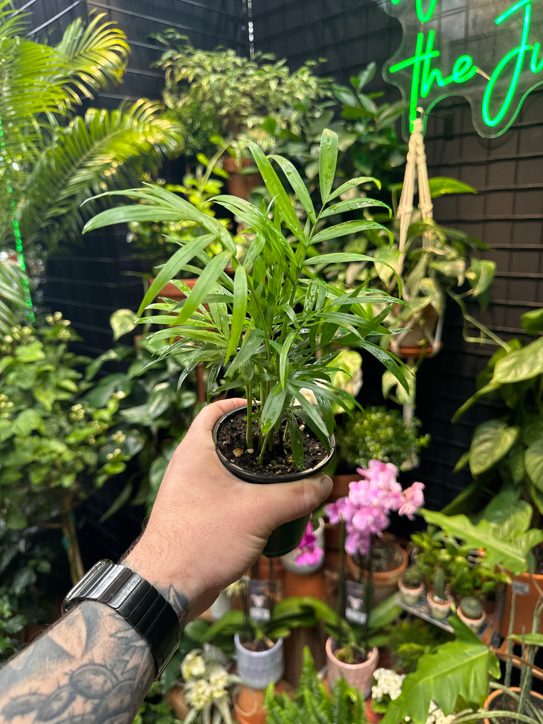 Neanthe Bella (Parlour Palm)