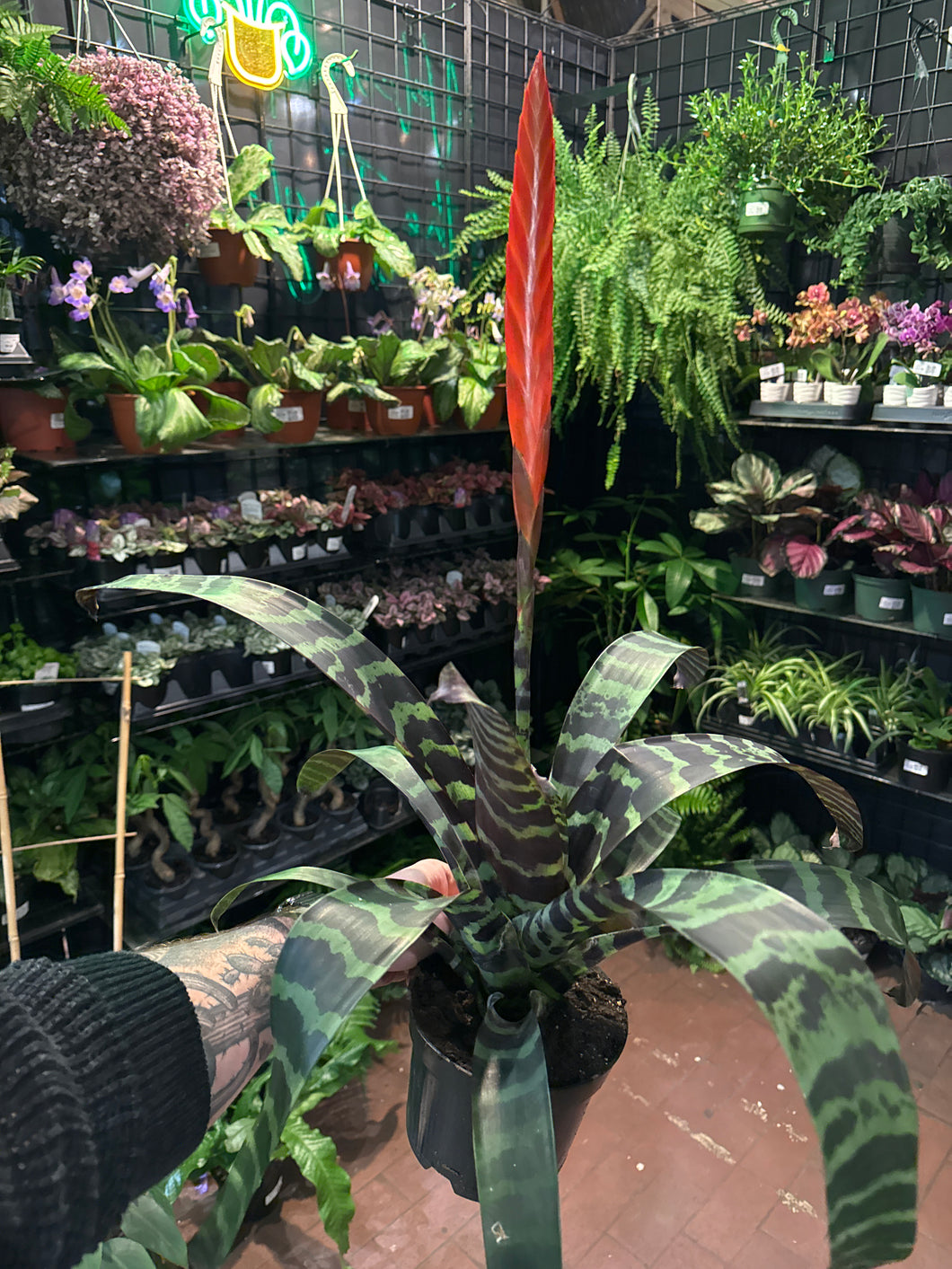 Vriesea splendens 'Red Spike'