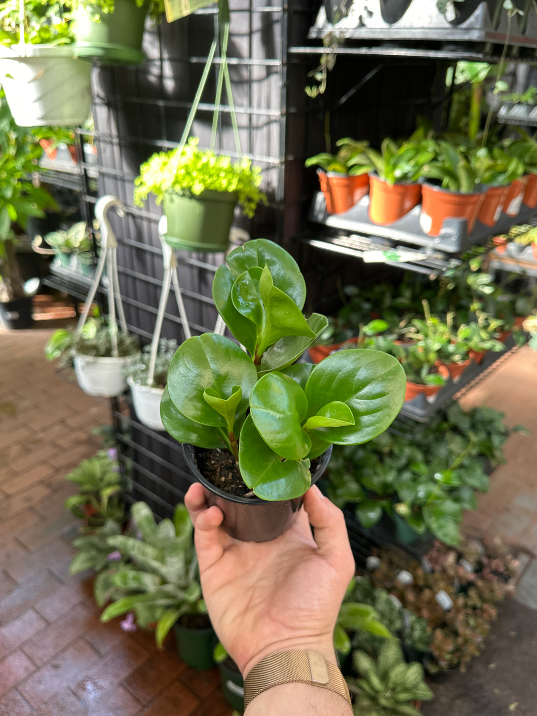 Peperomia Obtusifolia
