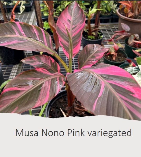 Musa Nono Pink Variegated Banana – Jordan's Jungle