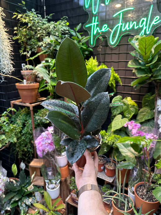 Ficus Abidjan