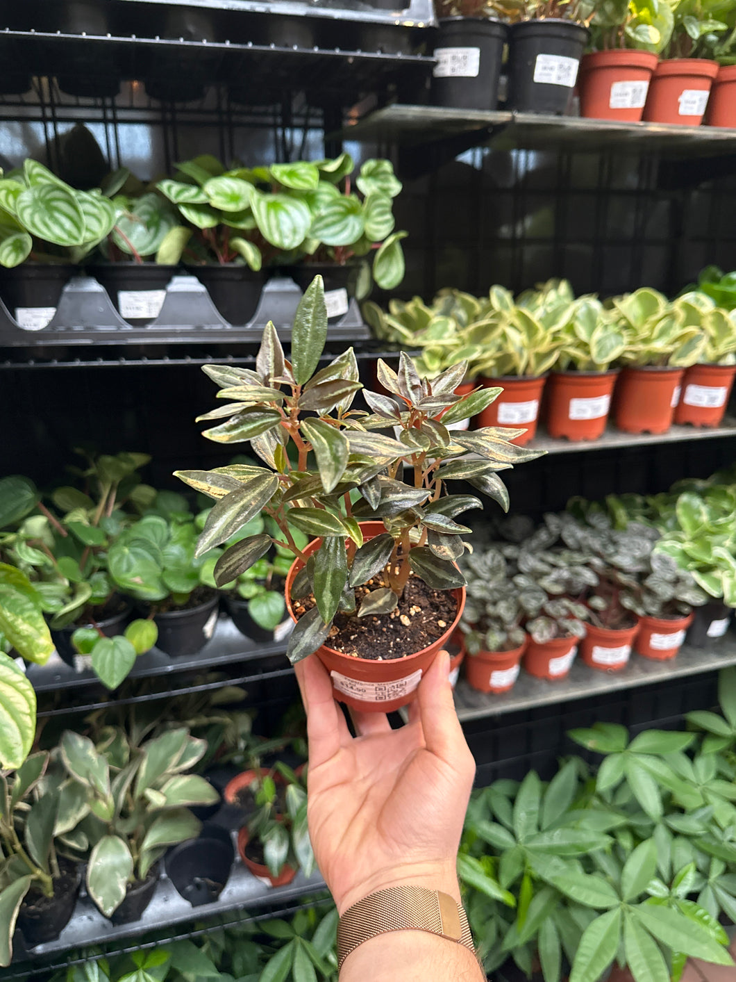 Peperomia 'Metallica'