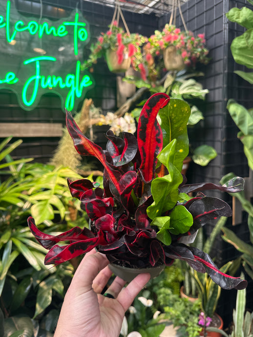 Croton 'Mammy'