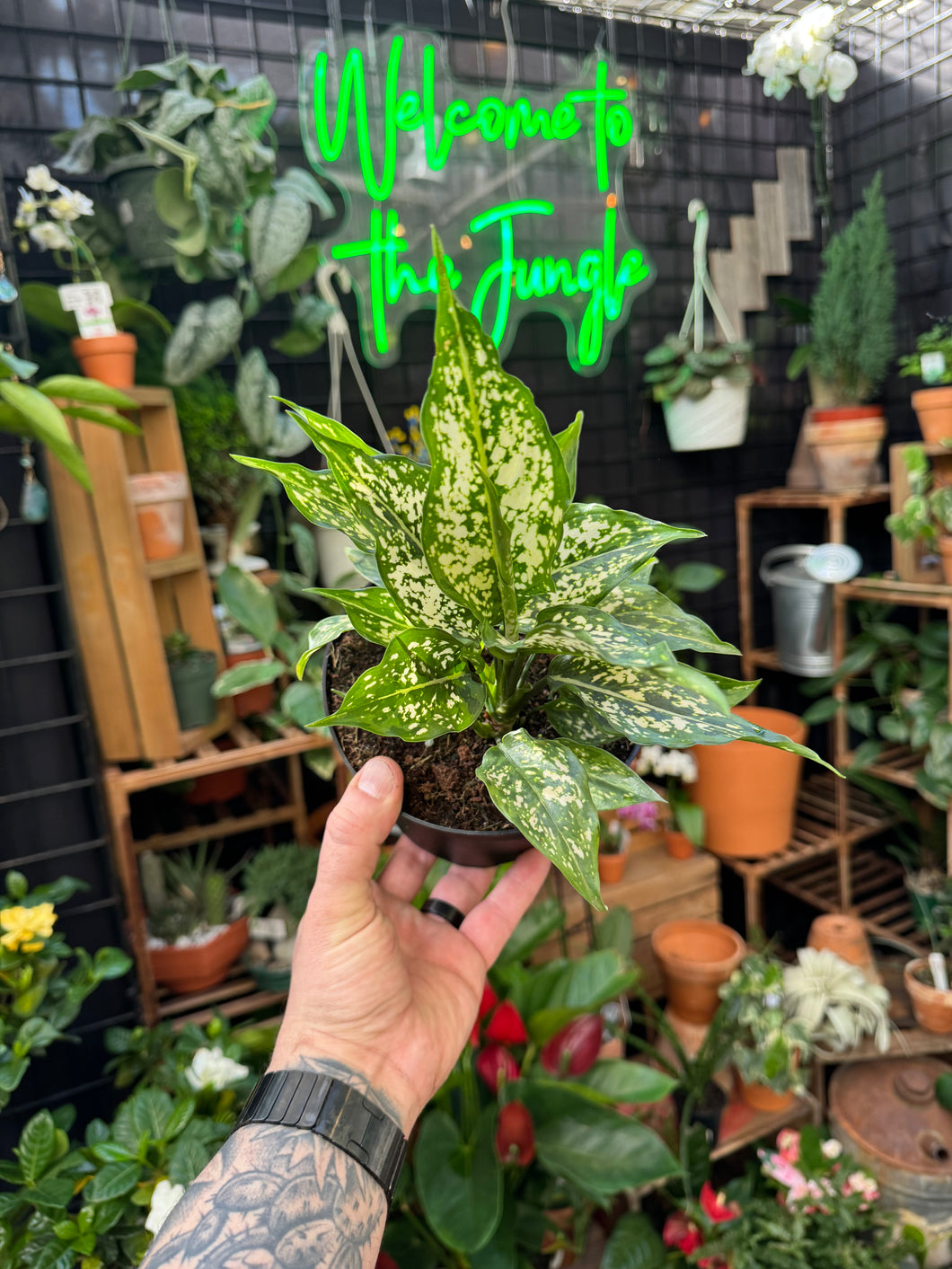 Aglaonema 'Thai Snowflake'