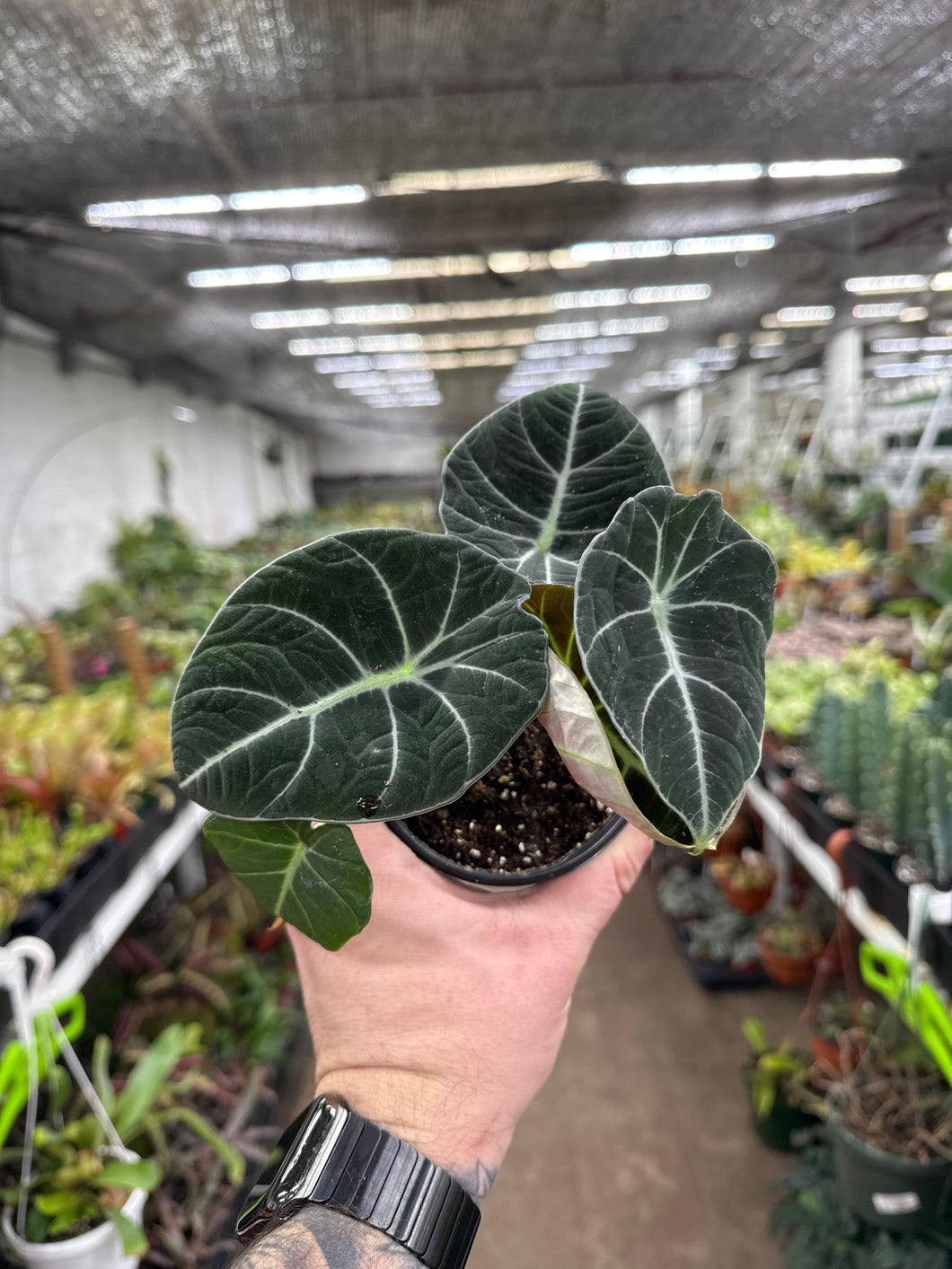 Alocasia regunila
