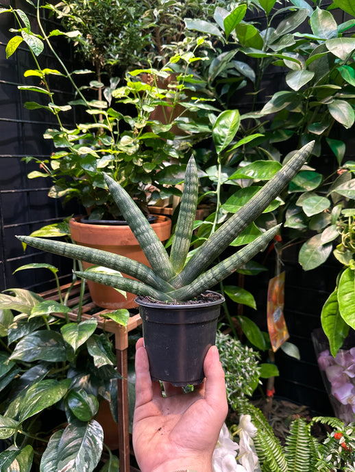 Sansevieria Boncel