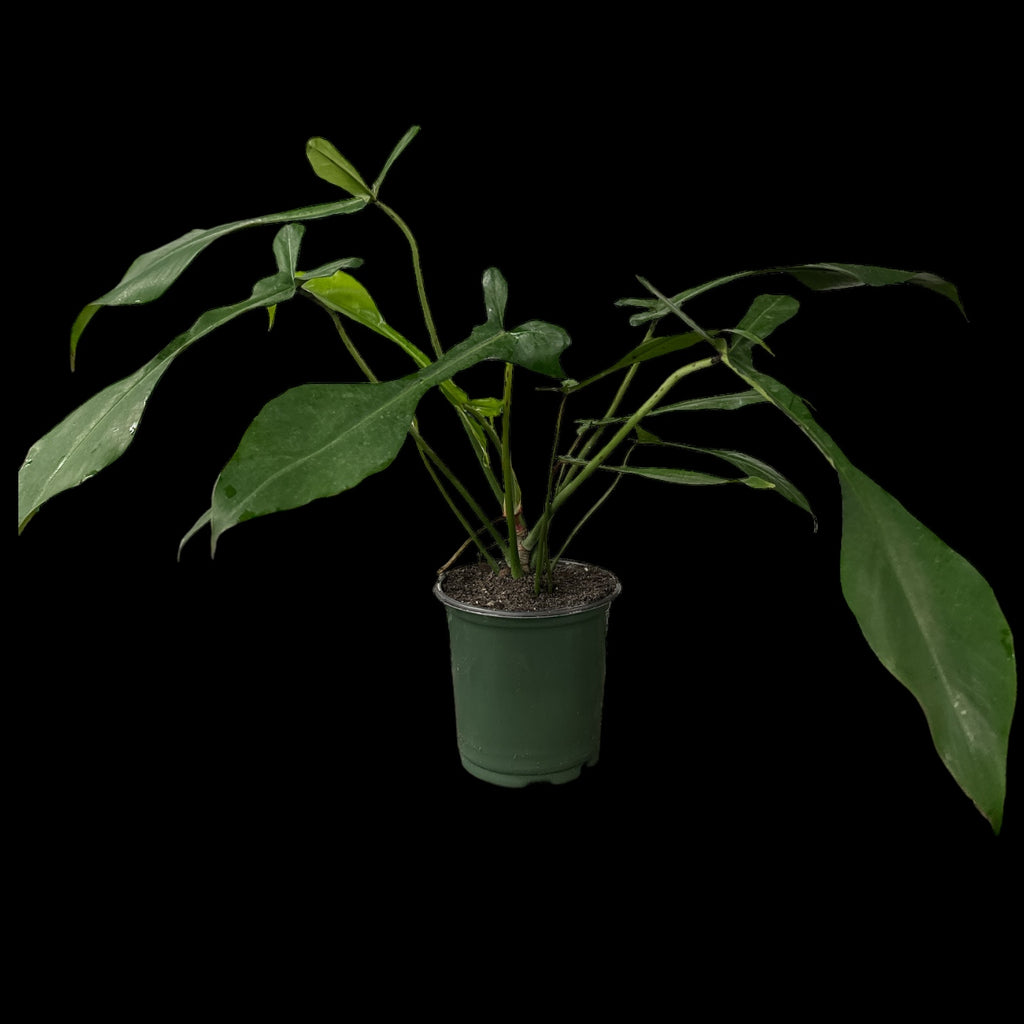 Philodendron Joepii – Jordan's Jungle