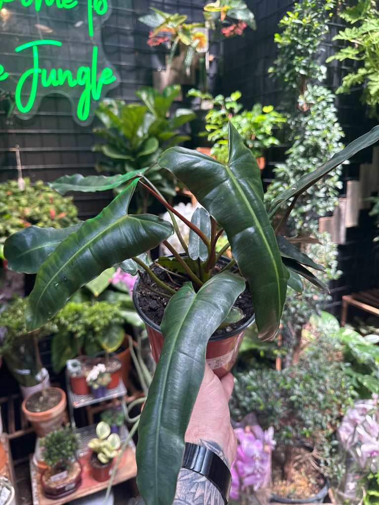 Philodendron Billietiae 'Black' – Jordan's Jungle