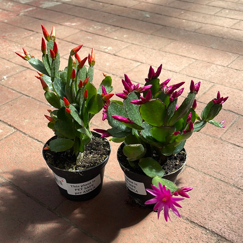 Hatiora - Spring Flowering Cactus