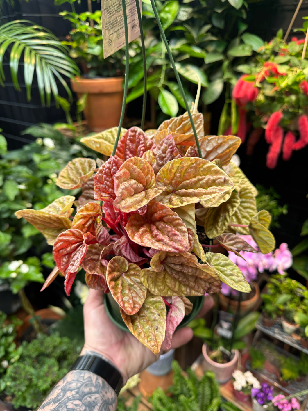 Peperomia caperata 'Quito'