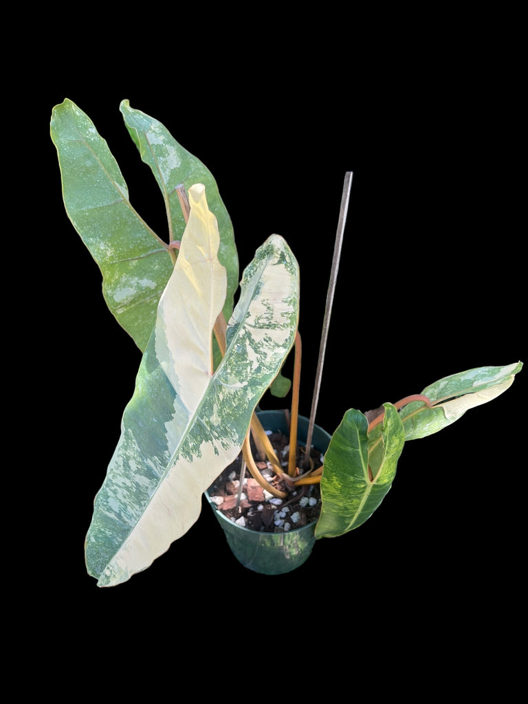 Philodendron Billietiae Variegated – Jordan's Jungle