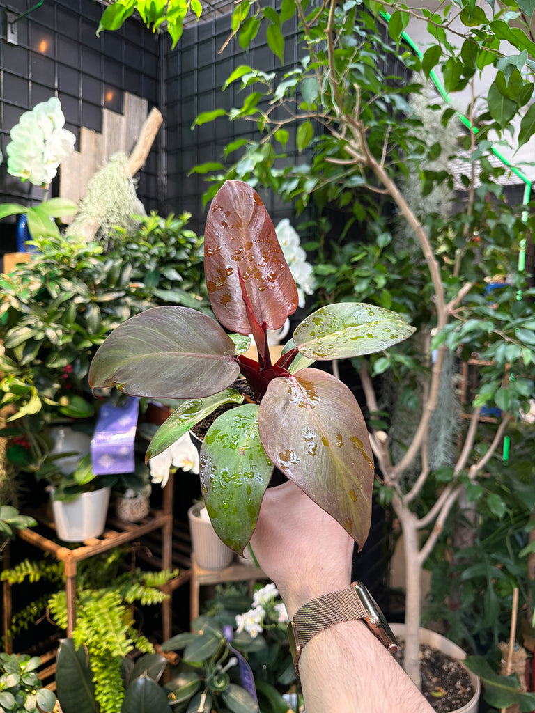 Philodendron 'Fall Leaves' – Jordan's Jungle