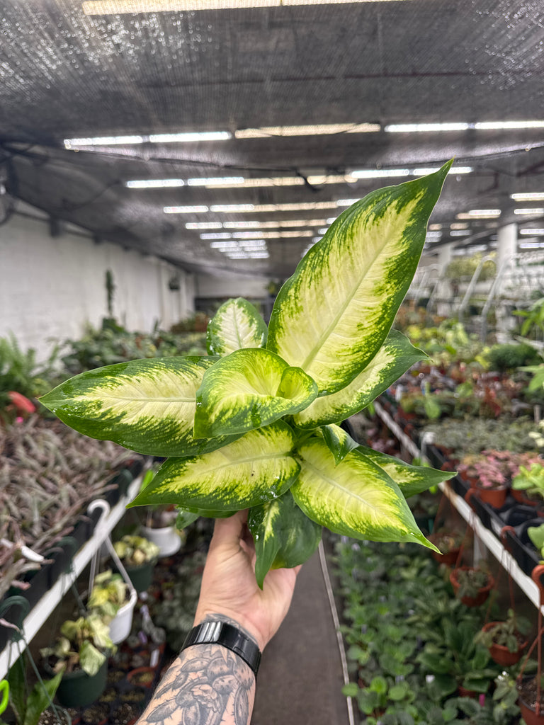 dieffenbachia picta camilla Dieffenbachia Camille – Jordan's Jungle