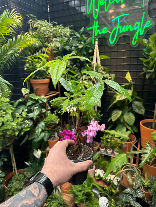 Pachira Aquatica - Money Tree