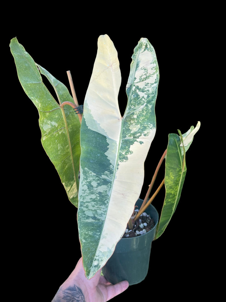 Philodendron Billietiae Variegated