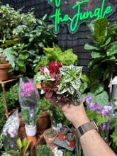 Hypoestes "Polka Dot Plant"
