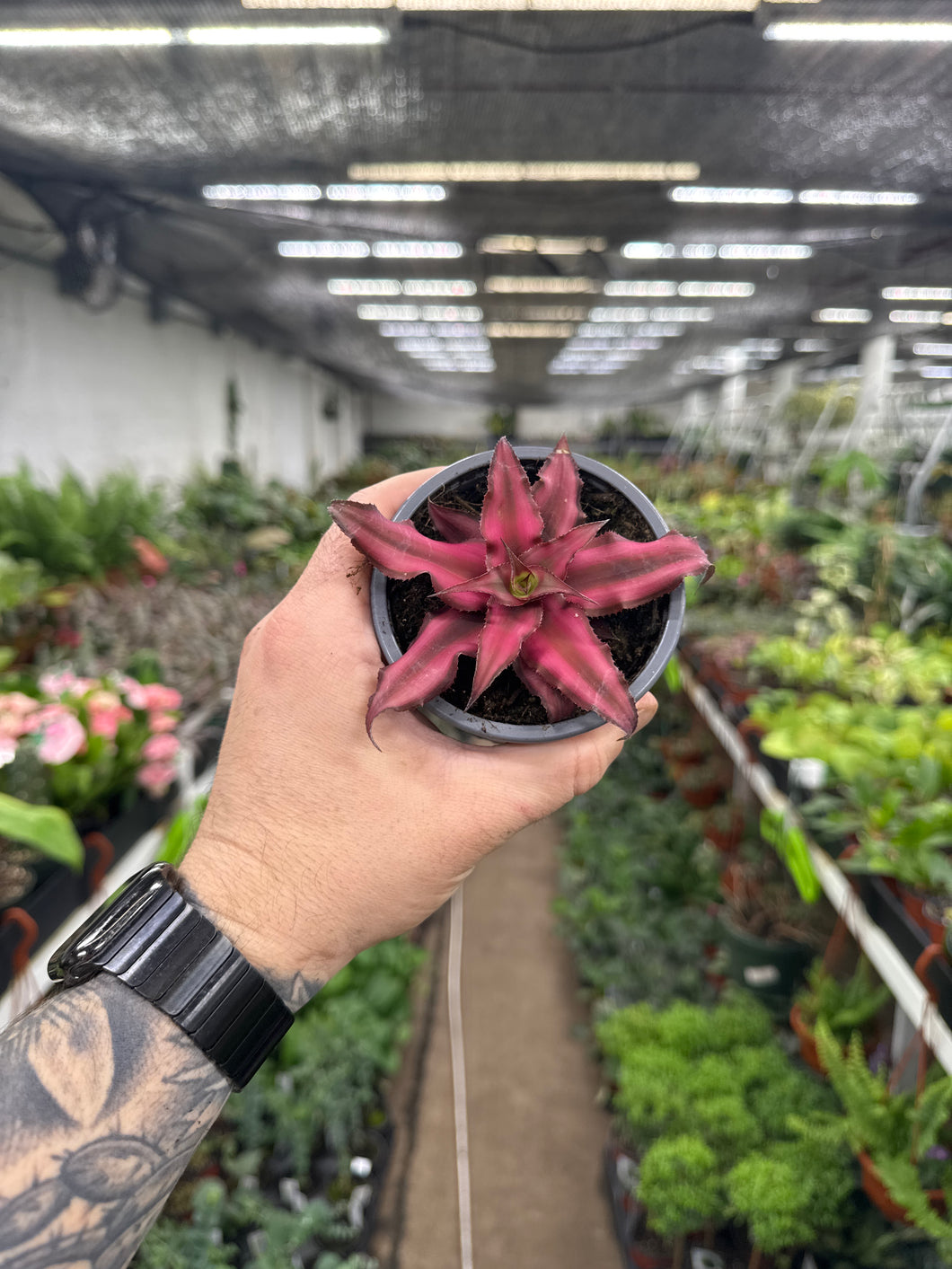 Cryptanthus 'Red Star'