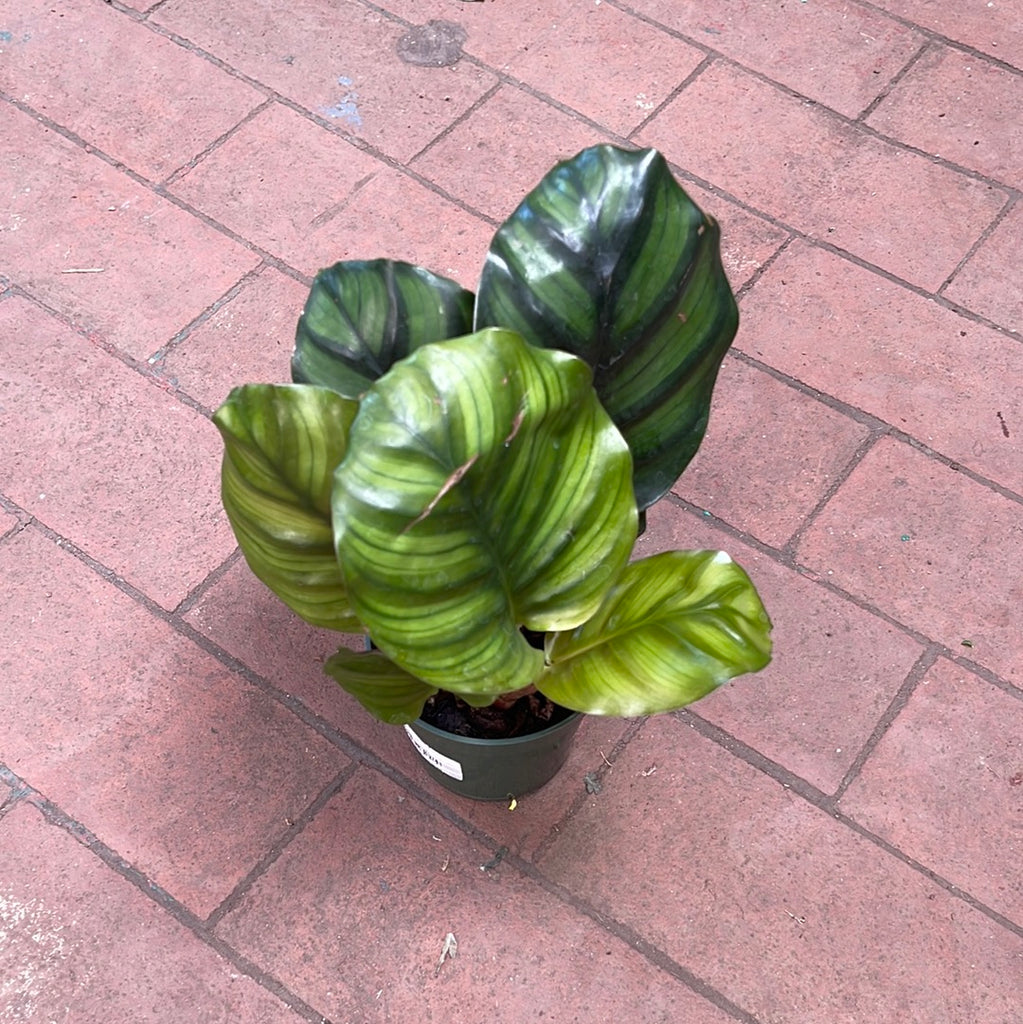 calathea fasciata Goeppertia fasciata (Calathea) – Jordan's Jungle