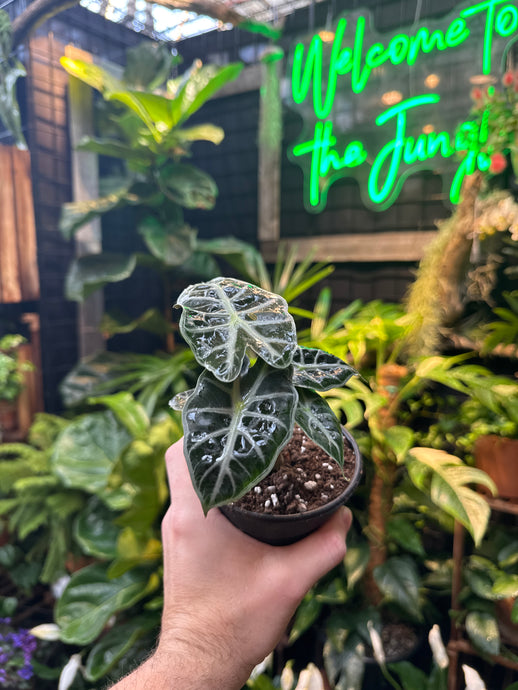 Alocasia 'Mandalay'