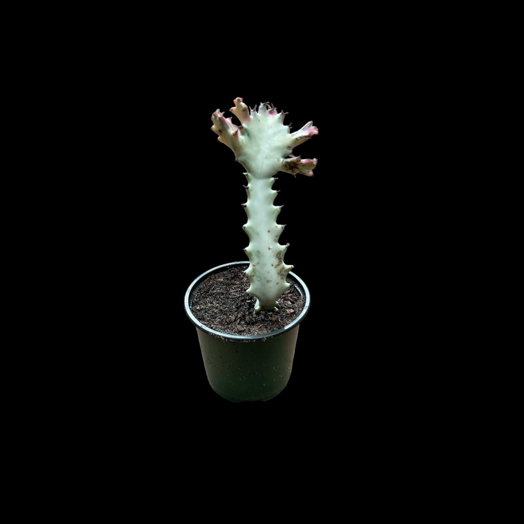 Euphorbia Lactea ' White Ghost'