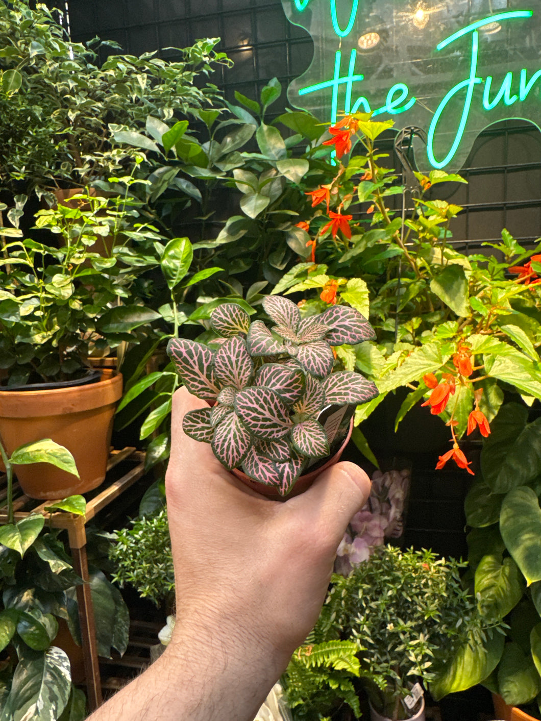 Fittonia 'Pink Angel'