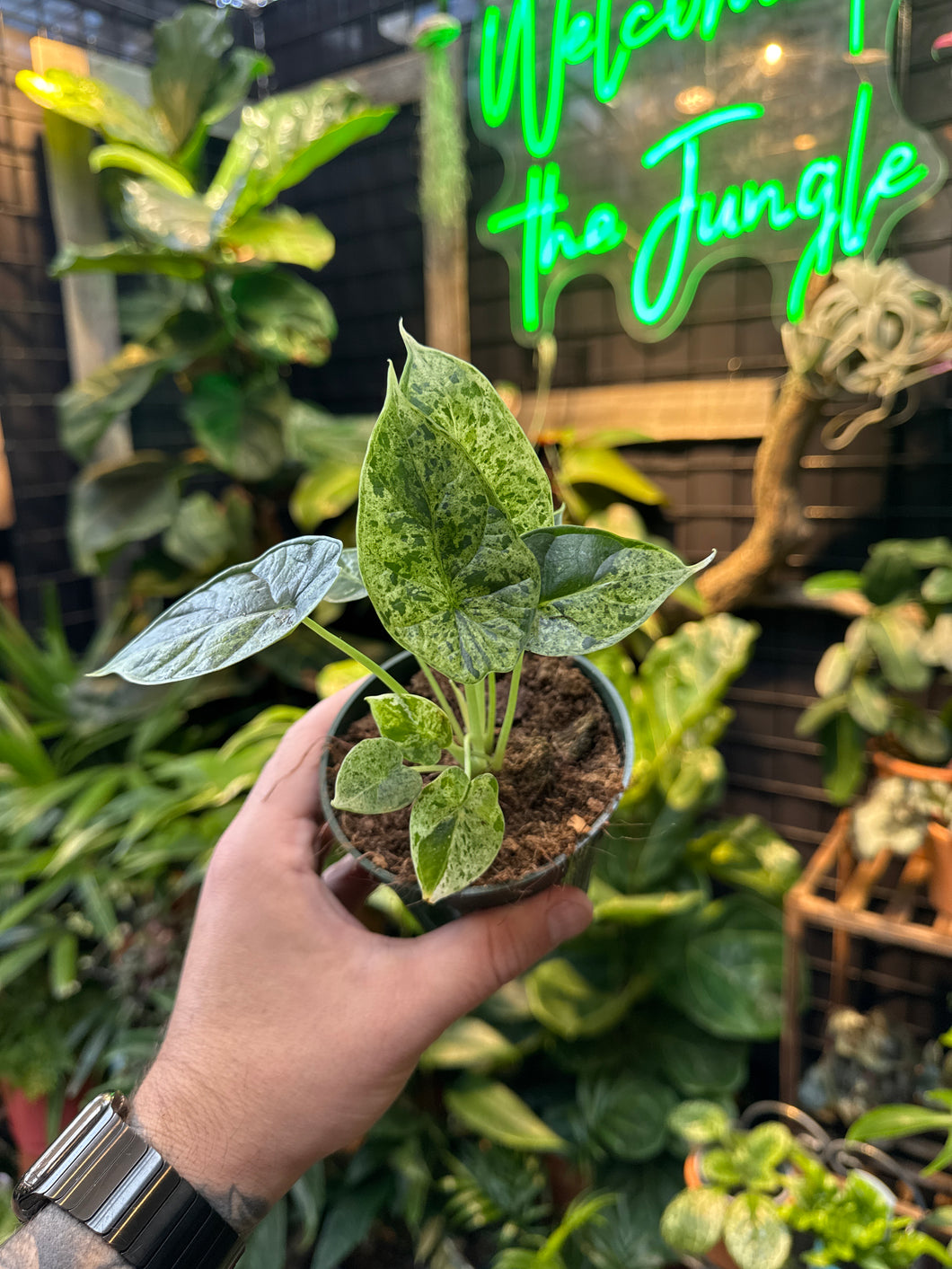 Alocasia Dragon Scale 'Mint' Vareigata