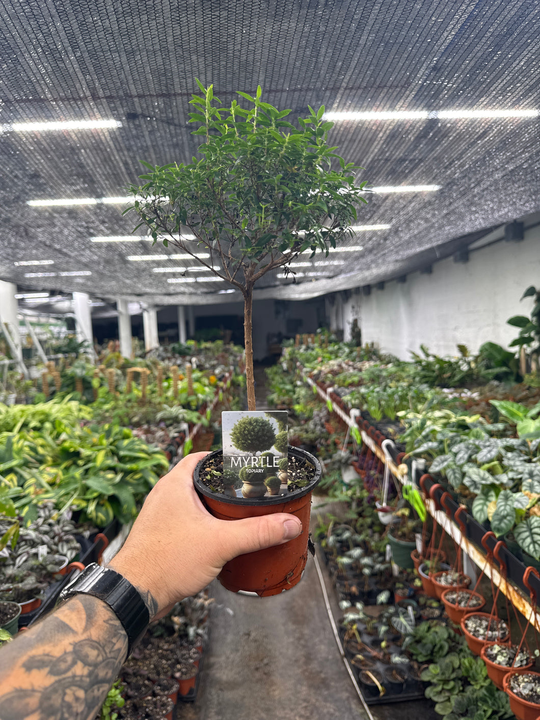 Myrtle Topiary
