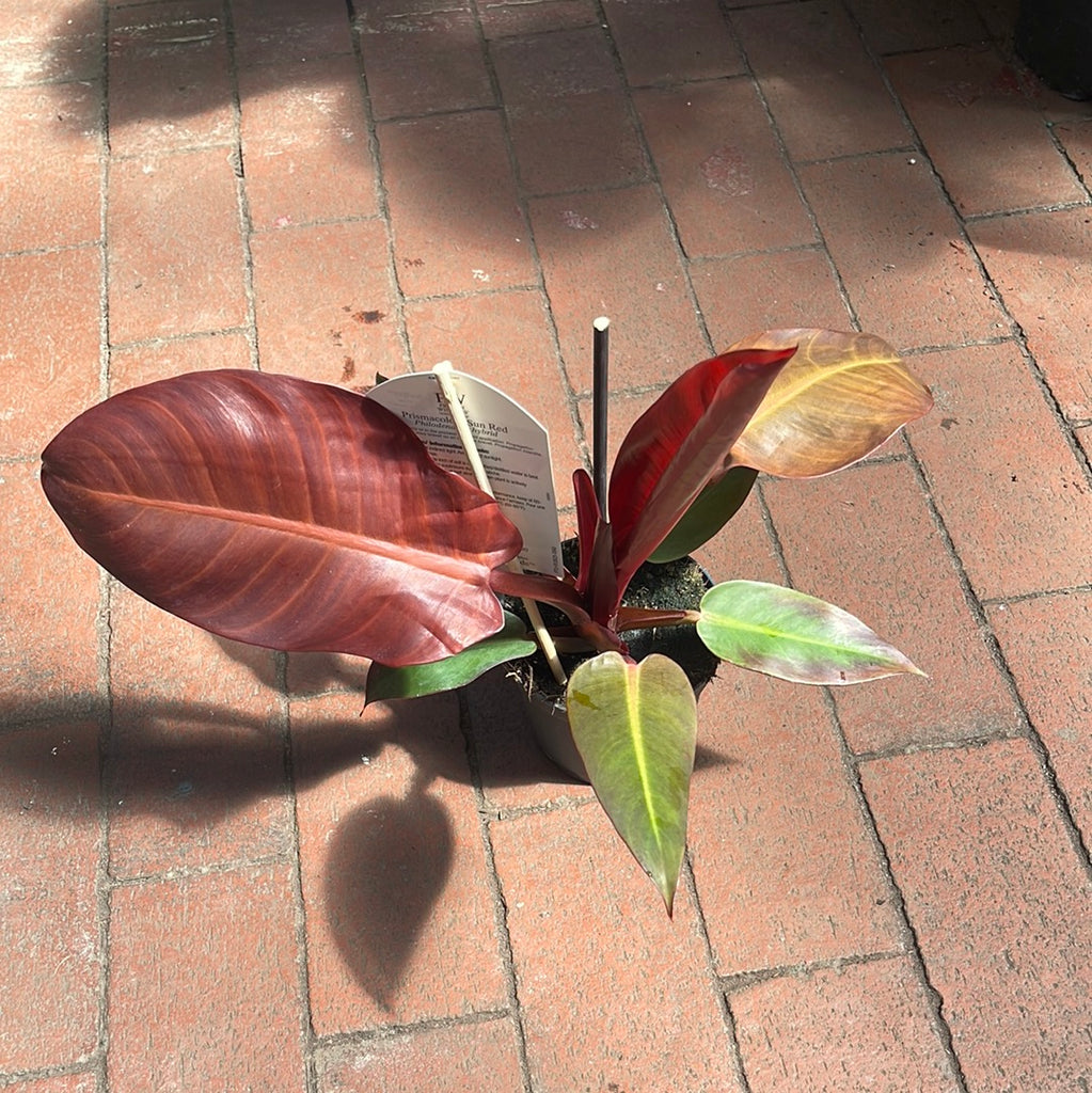 philodendron red sun size Philodendron Sun Red – Jordan's Jungle