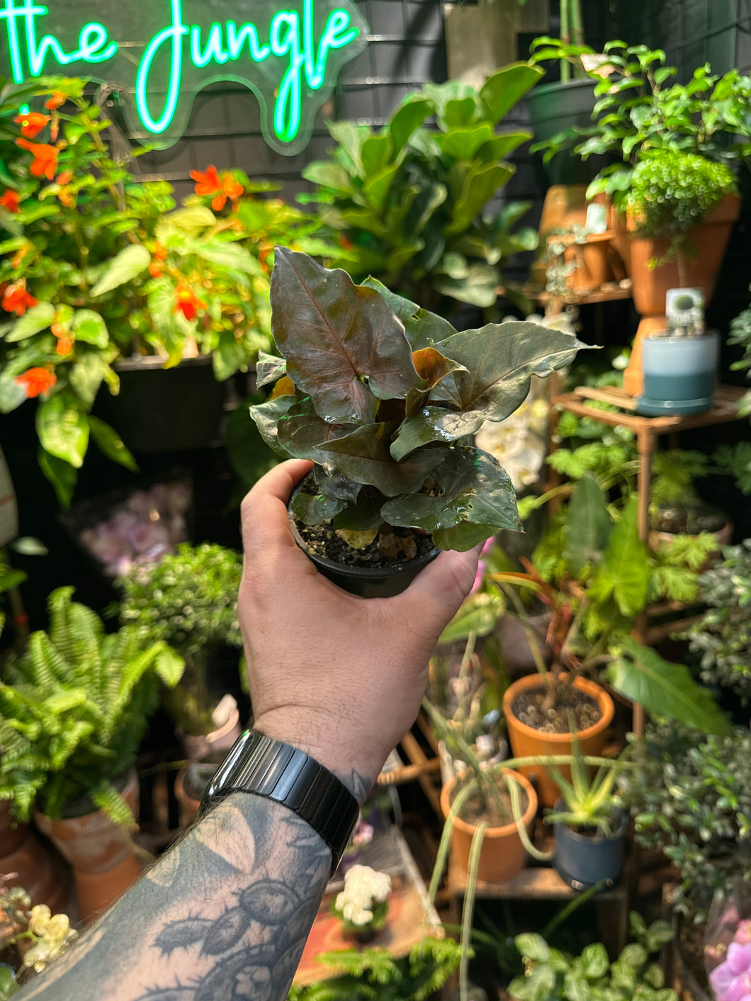 Syngonium 'Merry-Maria'
