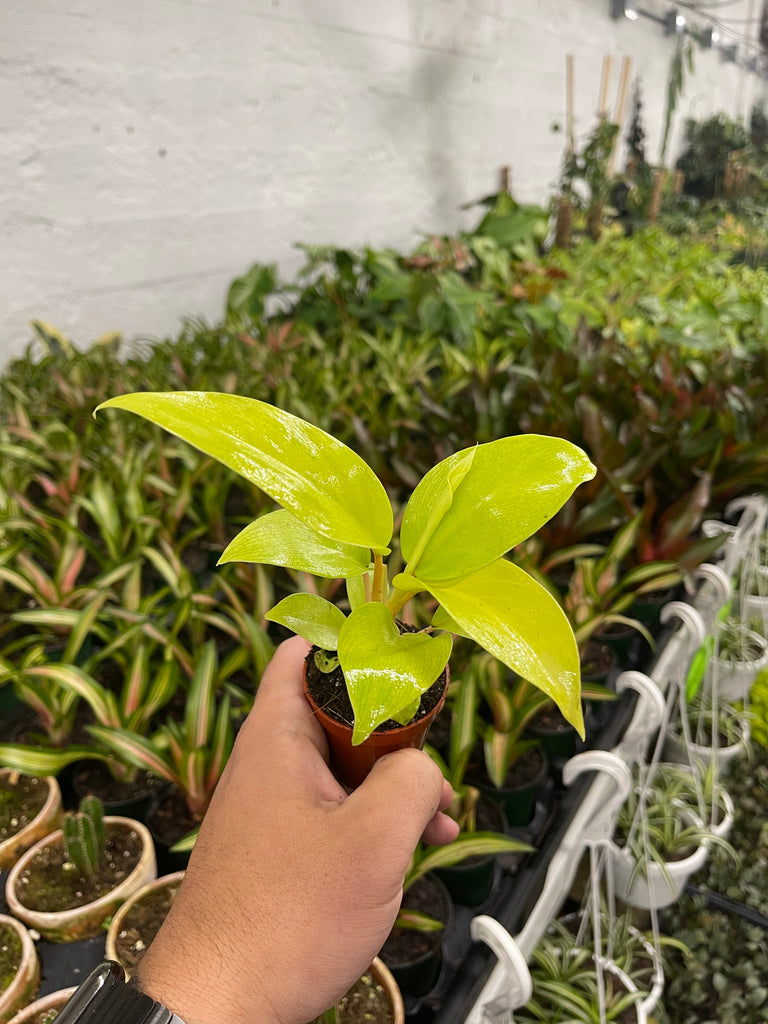 philodendron rush Philodendron bipinnatifidum “Selloum” Gold