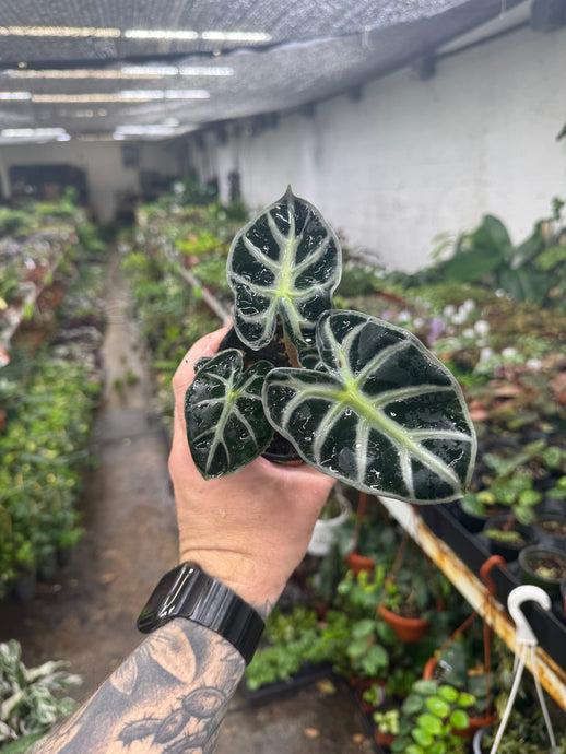 Alocasia 'Parasol'